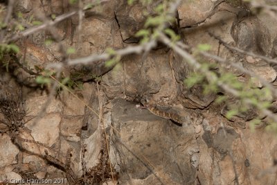 Coleonyx brevisTexas Banded Gecko