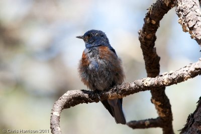 Western Bluebird