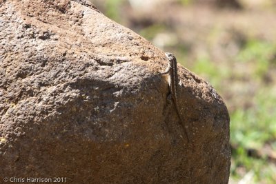 Sceloporus cowlesiSouthwestern Fence Lizard