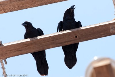 Chihuahuan RavensCulberson Co., TX