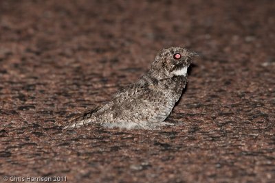 Common PoorwillCulberson Co., TX
