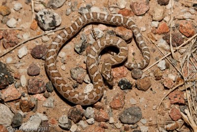 Arizona elegansCulberson Co., TX
