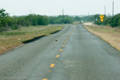 Gopherus berlandieriTexas Tortoise