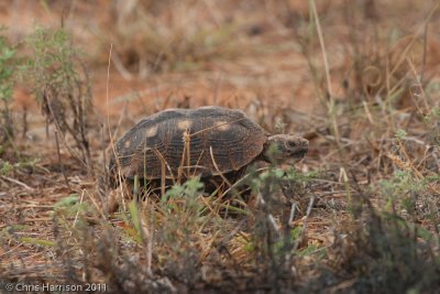 Gopherus berlandieriTexas Tortoise