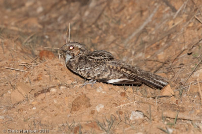 Common Pauraque