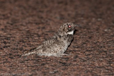 Common Poorwill