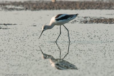 American Avocet