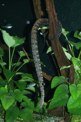 Erpeton tentaculatumTentacled Snake