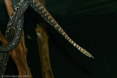 Erpeton tentaculatumTentacled Snake