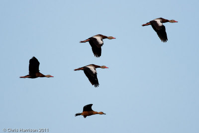 Black-bellied and FulvousWhistling Ducks