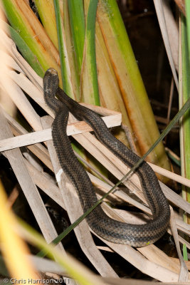 Nerodia clarkiiGulf Saltmarsh Snake