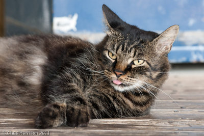Domestic CatFelis domesticus
