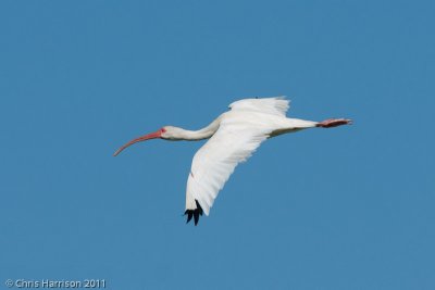White Ibis