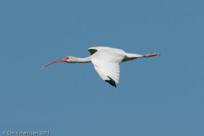 White Ibis