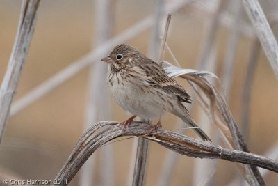 Vesper Sparrow<br>Mechler Road<br>San Antonio, TX
