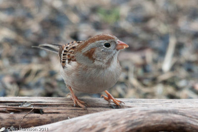 Field SparrowPedernales Falls State ParkJohnson City, TX
