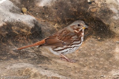 Fox Sparrow<br>Pedernales Falls State Park<br>Johnson City, TX