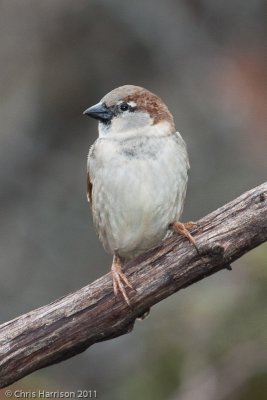 House SparrowPedernales Falls State ParkJohnson City, TX
