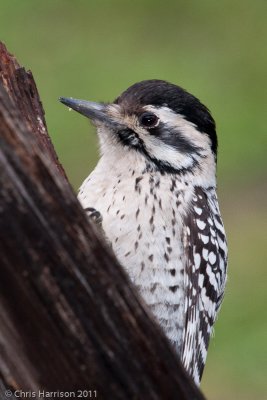 Ladder-backed Woodpecker