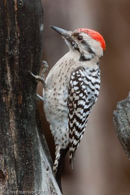 Ladder-backed Woodpecker