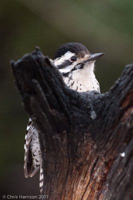 Ladder-backed Woodpecker