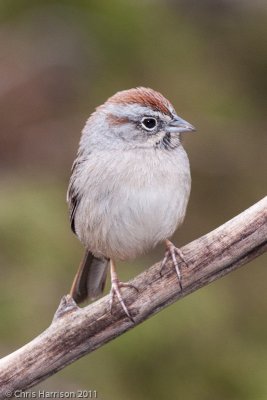 Rufous-crowned SparrowPedernales Falls State ParkJohnson City, TX
