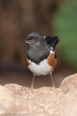 Spotted TowheePedernales Falls State ParkJohnson City, TX