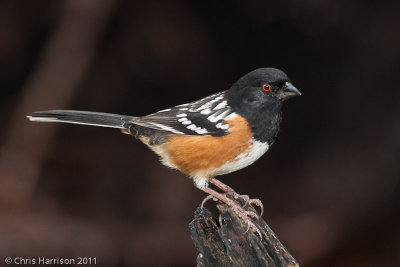 Spotted Towhee<br>Pedernales Falls State Park<br>Johnson City, TX