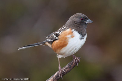 Spotted Towhee<br>Pedernales Falls State Park<br>Johnson City, TX