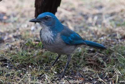 Western Scrub-Jay