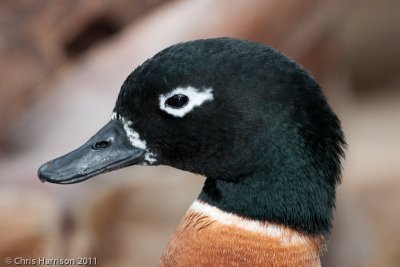 Australian Shelduck