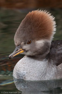 Hooded Merganser