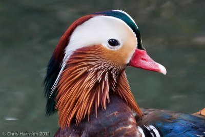 Mandarin Duck