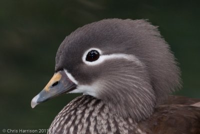 Mandarin Duck