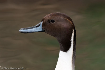 Northern Pintail