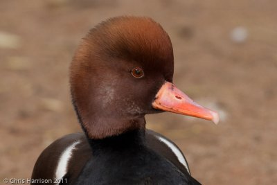 Red-crested Pochard