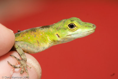 Anolis gemmosusAndean Gem Anole