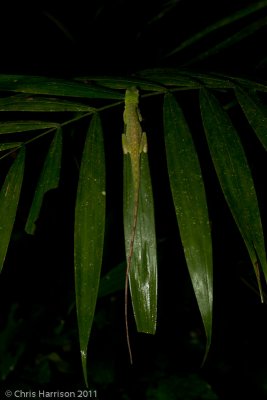 Anolis punctatusAmazonian Spotted Anole