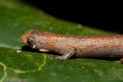 Bolitoglossa cf peruvianaPeruvian Climbing Salamander