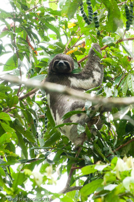 Brown-throated SlothBradypus variegatus