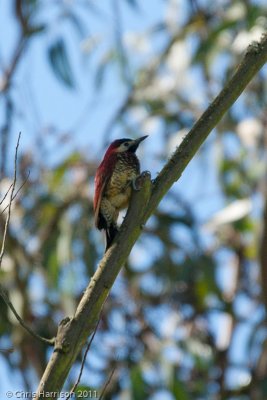 Crimson-mantled Woodpecker