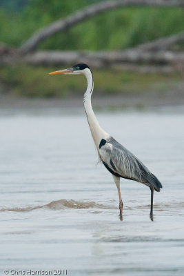 Cocoi Heron