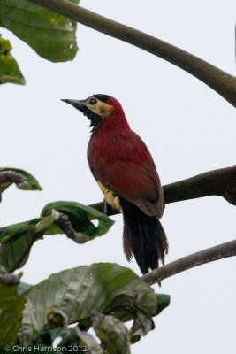 Crimson-mantled Woodpecker