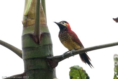 Crimson-mantled Woodpecker