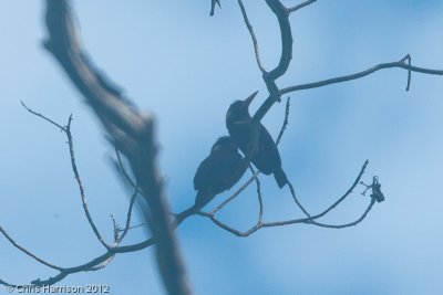 White-eared Jacamar