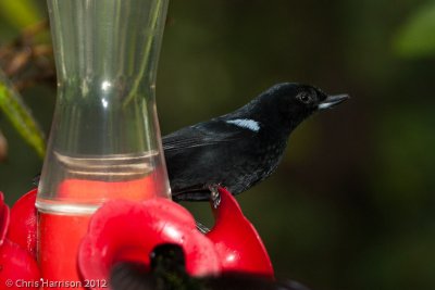 Glossy Flowerpiercer