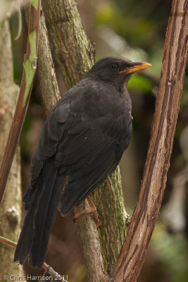 Great Thrush
