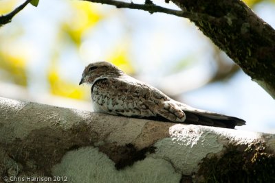 Lesser Nighthawk