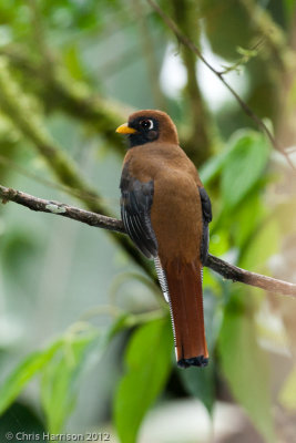 Masked Trogon