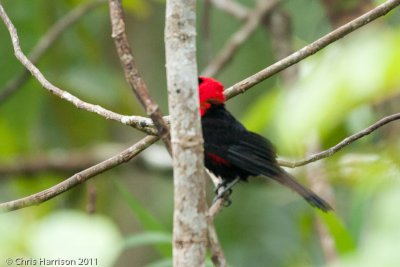 Masked Crimson Tanager